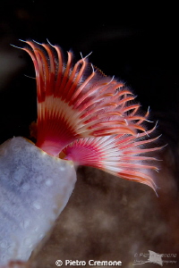 Tubeworm by Pietro Cremone 